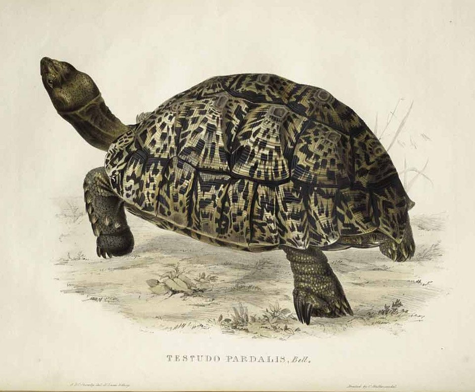 Testudo pardalis autorstwa Edward Lear