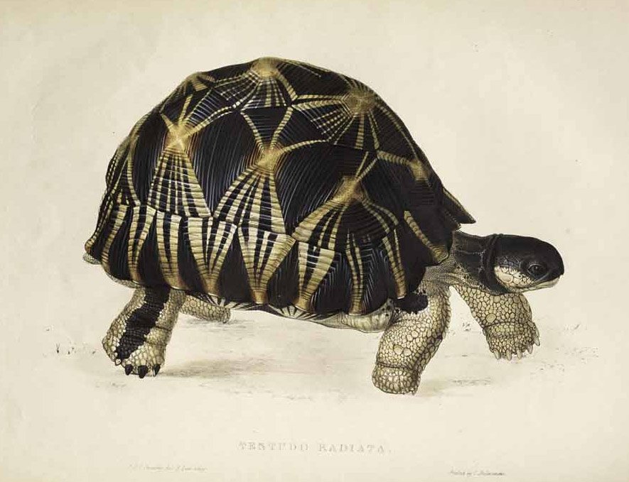 Testudo radiata autorstwa Edward Lear