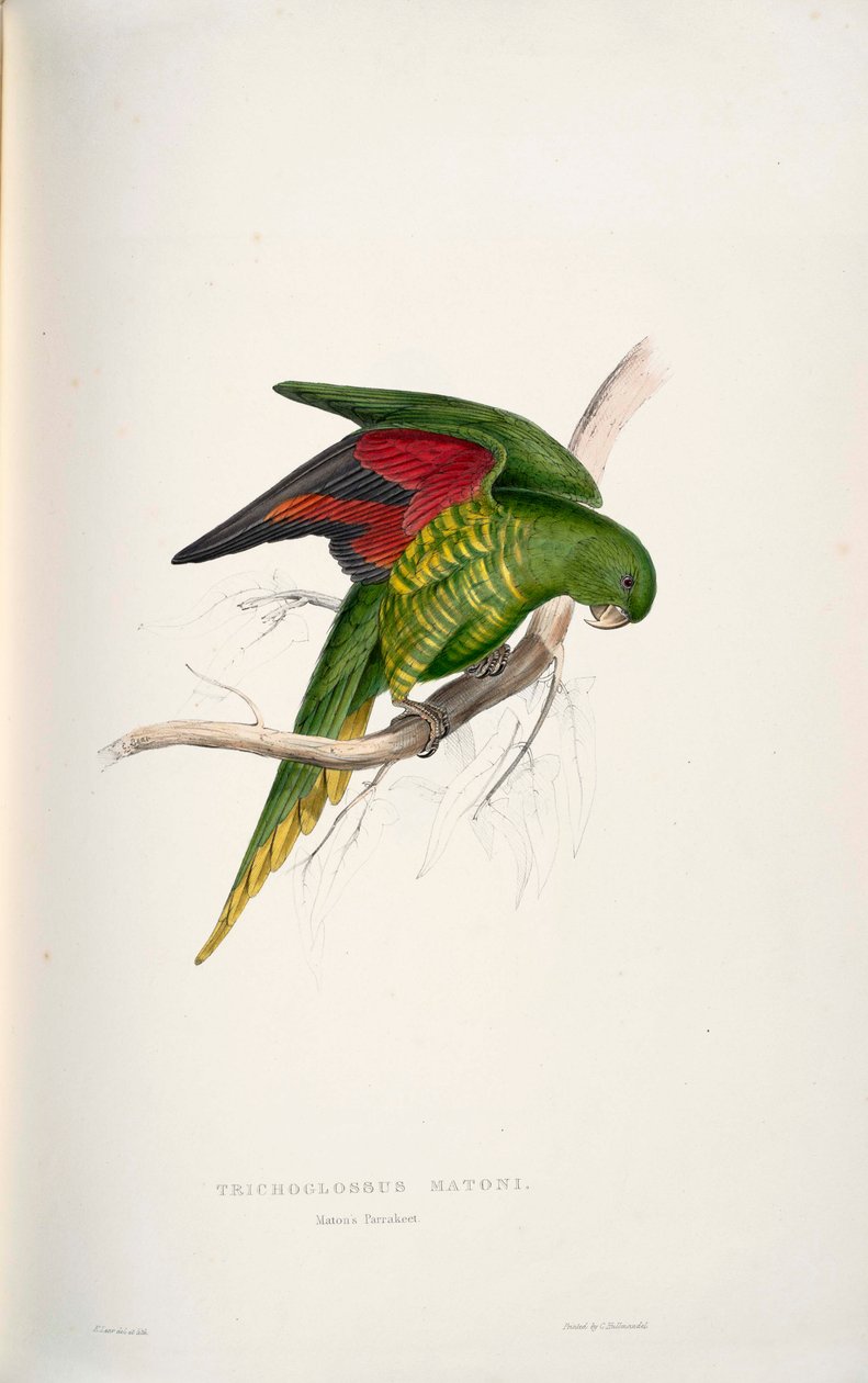 Trichoglossus chlorolepidotus autorstwa Edward Lear