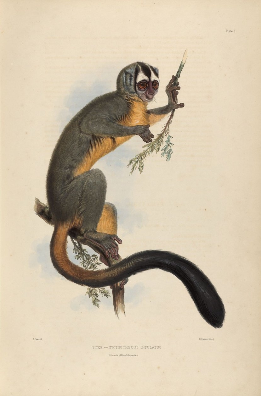 Vitoe Nyctipithecus Infulatus autorstwa Edward Lear