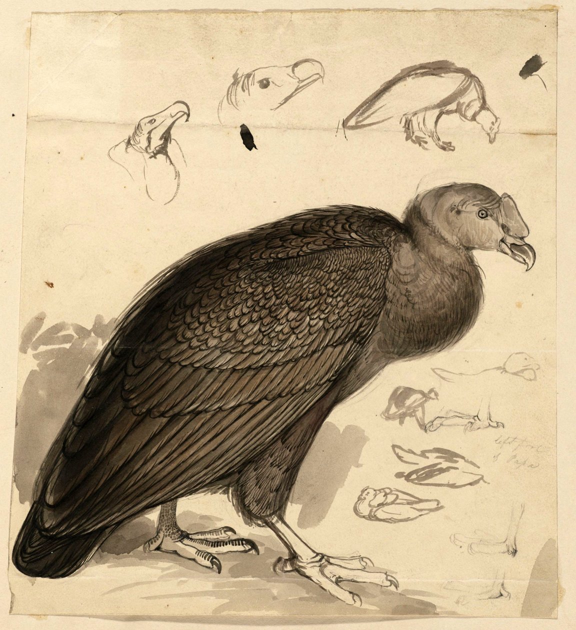 kondor autorstwa Edward Lear