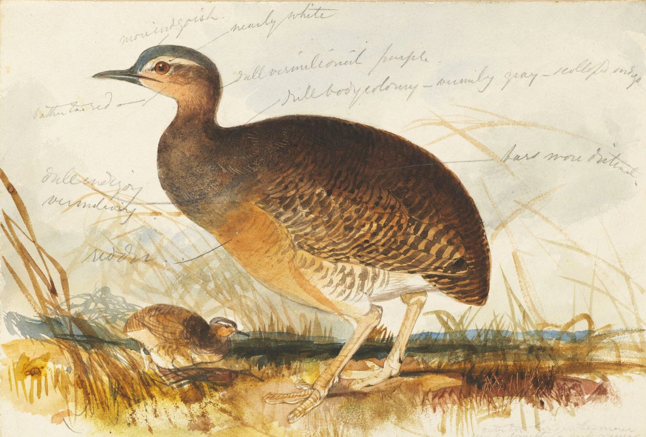 są bagna autorstwa Edward Lear
