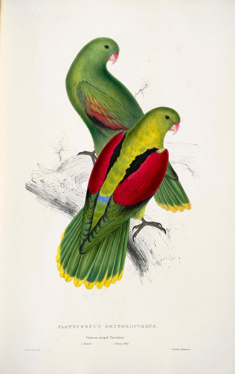 dwie czerwonoskrzydłe papugi autorstwa Edward Lear