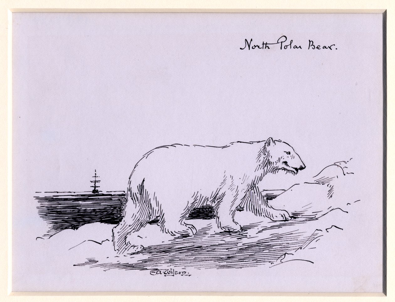 Niedźwiedź polarny, ok. 1905 (tusz na papierze) autorstwa Edward Adrian Wilson