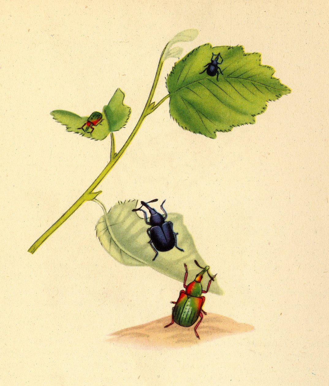 „Wołki brzozowe”, 1794, 1945. autorstwa Edward Donovan