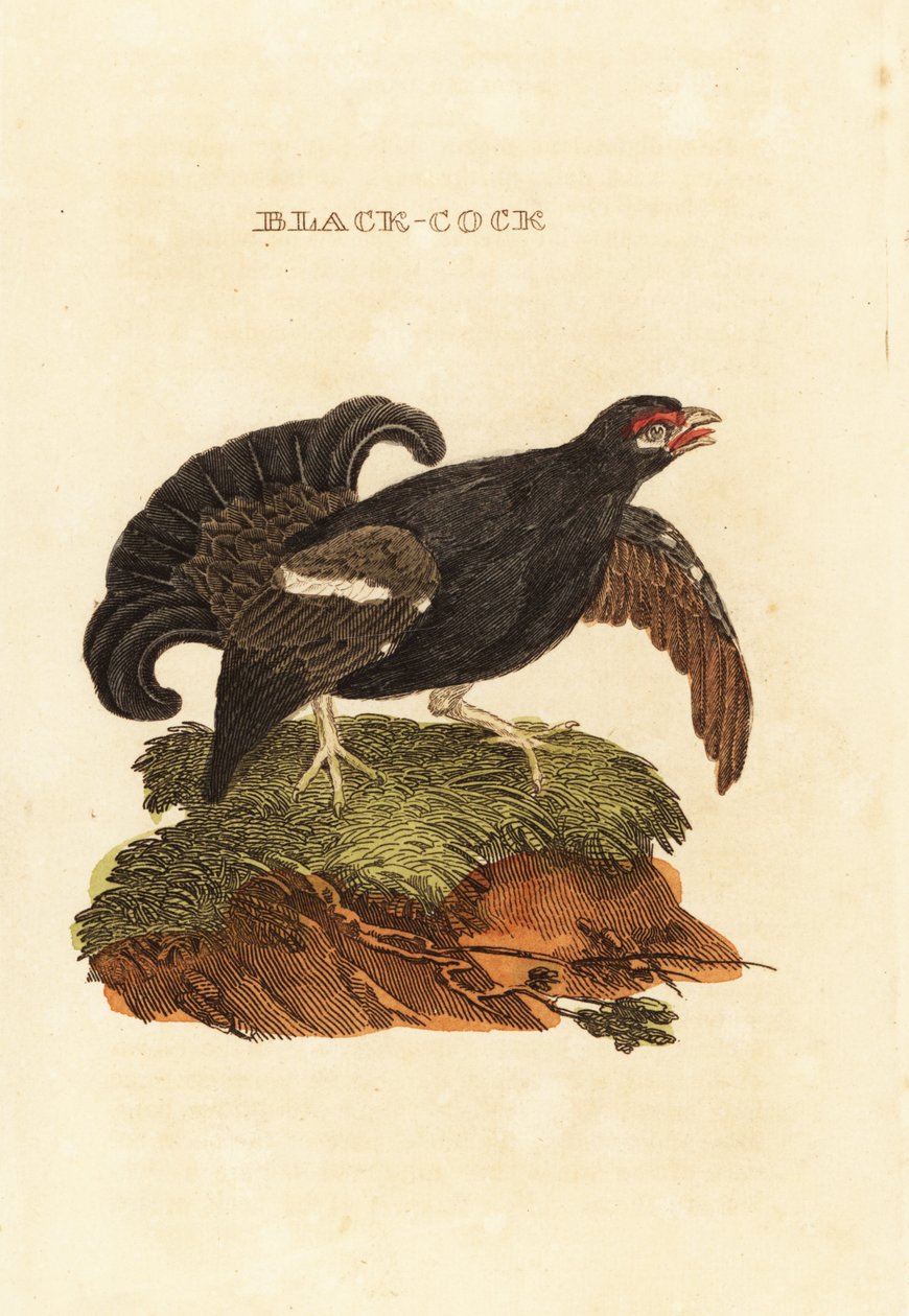 Cietrzew, Tetrao tetrix autorstwa Edward Donovan