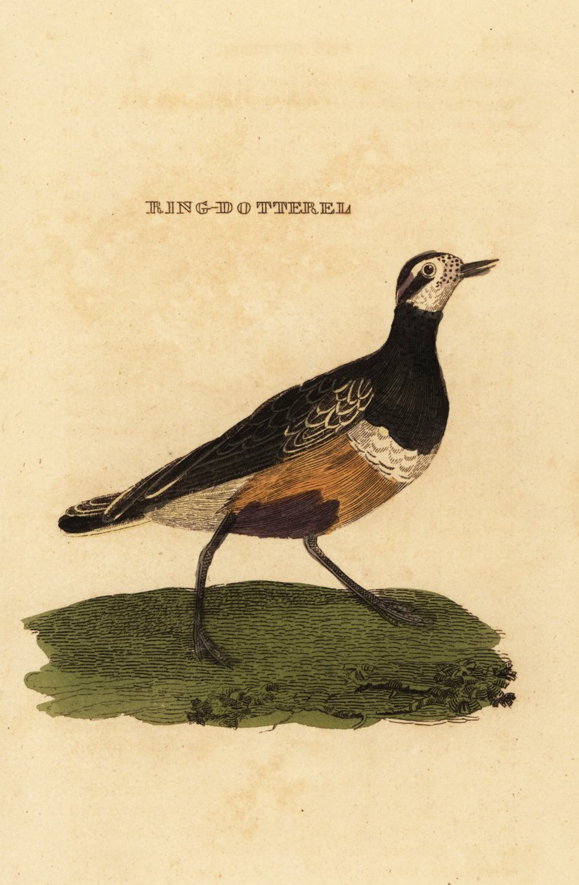 Dotterel euroazjatycki , Charadrius morinellus autorstwa Edward Donovan