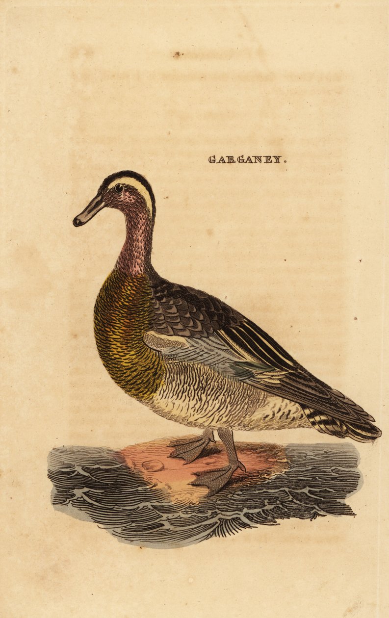 Garganey, querquedula szpatułka, mała kaczka gadająca autorstwa Edward Donovan