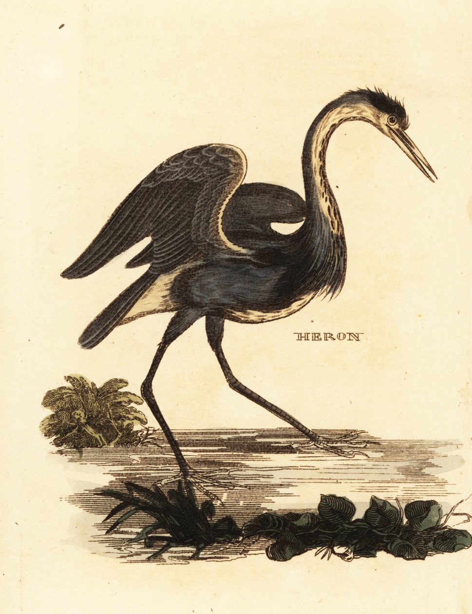 Czapla siwa, Ardea cinerea autorstwa Edward Donovan