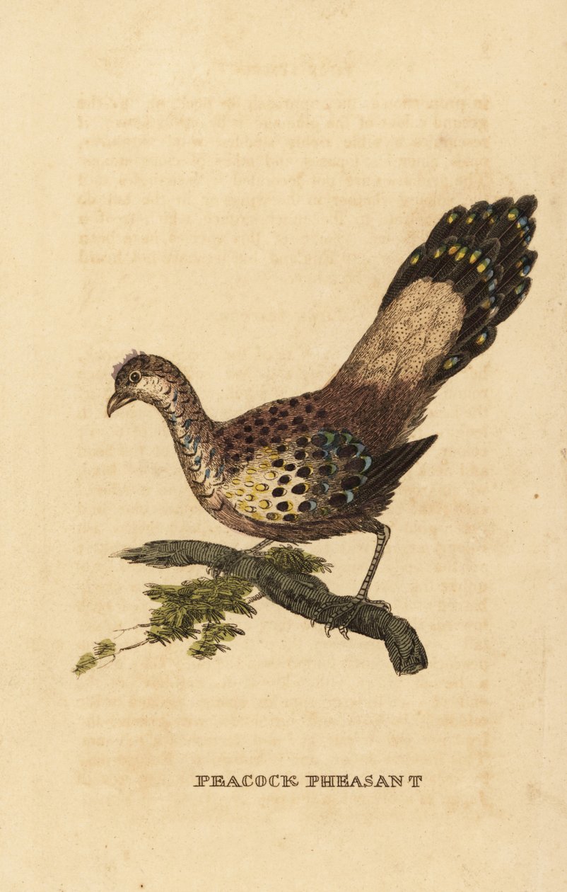 Szary paw bażant, Polyplectron bicalcaratum autorstwa Edward Donovan