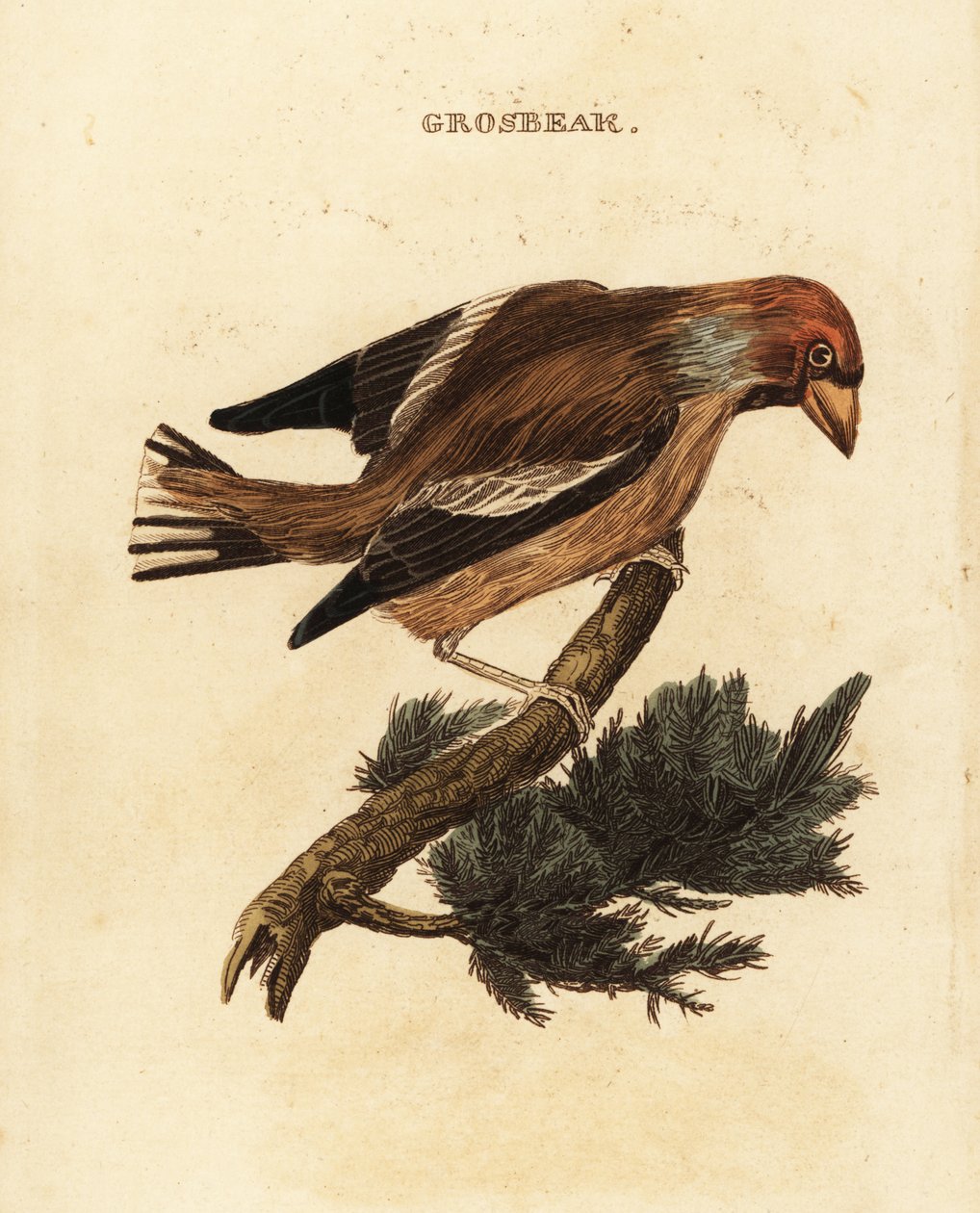 Grubodziób zwyczajny, Coccothraustes coccothraustes autorstwa Edward Donovan