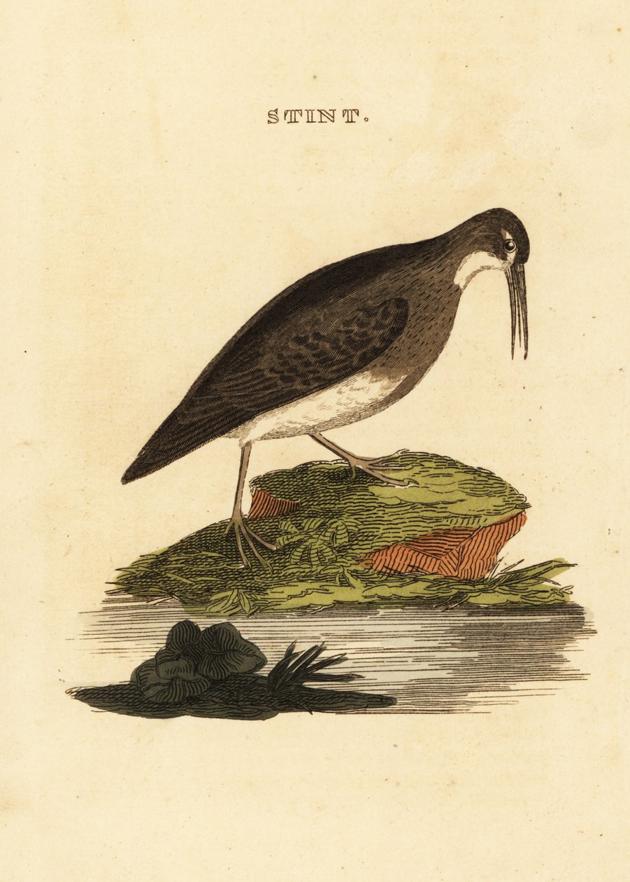 Najmniej brodzik, Calidris minutilla autorstwa Edward Donovan