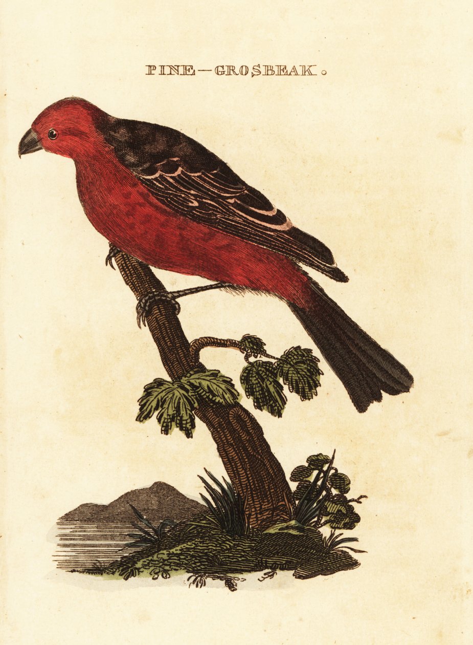 grubodziób sosnowy, enukleator Pinicola autorstwa Edward Donovan