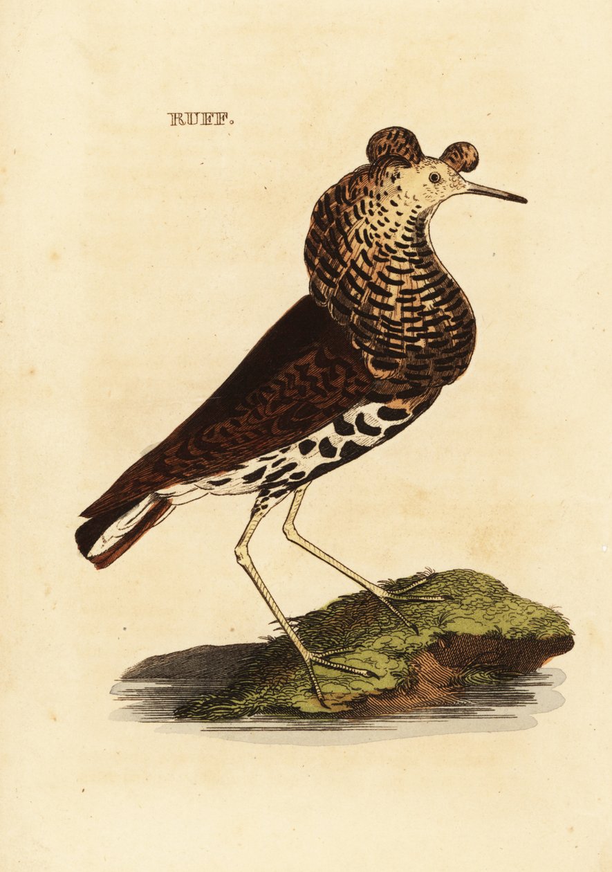 batalion, samiec, Philomachus zadziorny autorstwa Edward Donovan