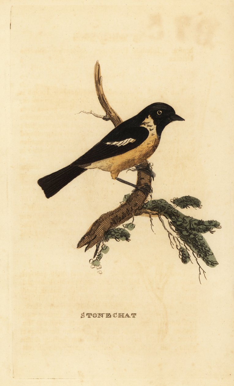 Kamienny, Saxicola rubicola autorstwa Edward Donovan