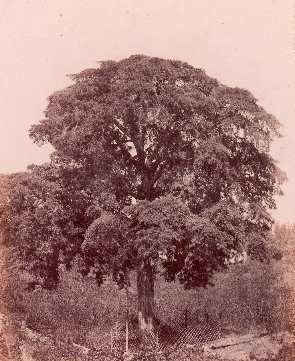 studium drzewa, 1850-53. autorstwa Edward King Tenison