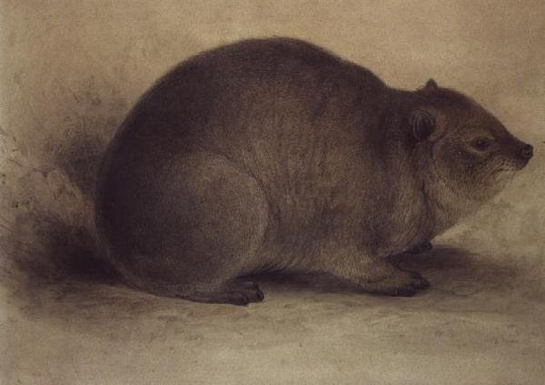 Góralek skalny autorstwa Edward Lear