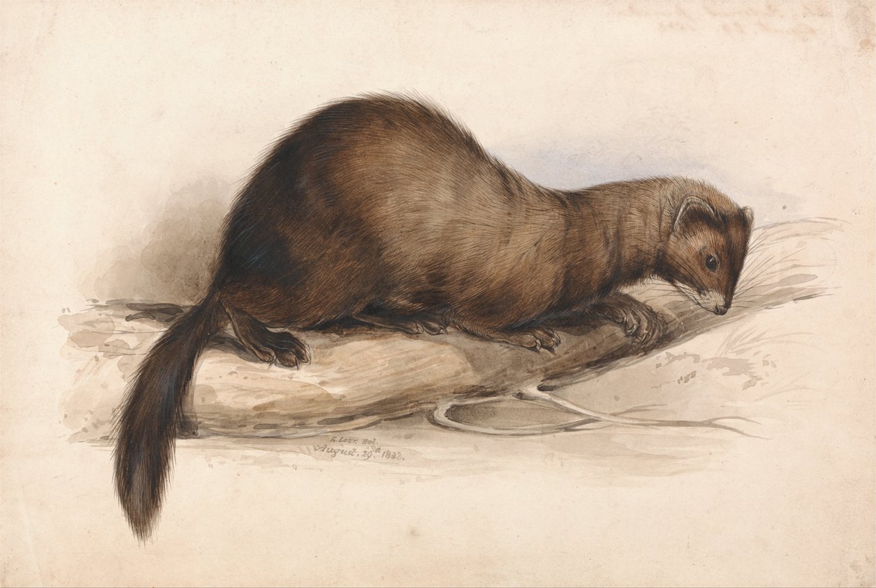 Łasica autorstwa Edward Lear
