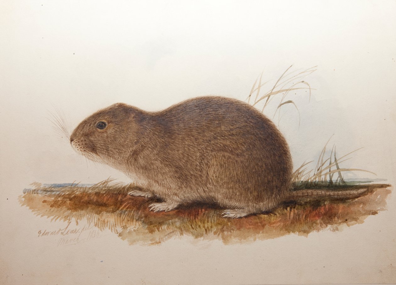 Ctenomys magellanicus, 1836 autorstwa Edward Lear