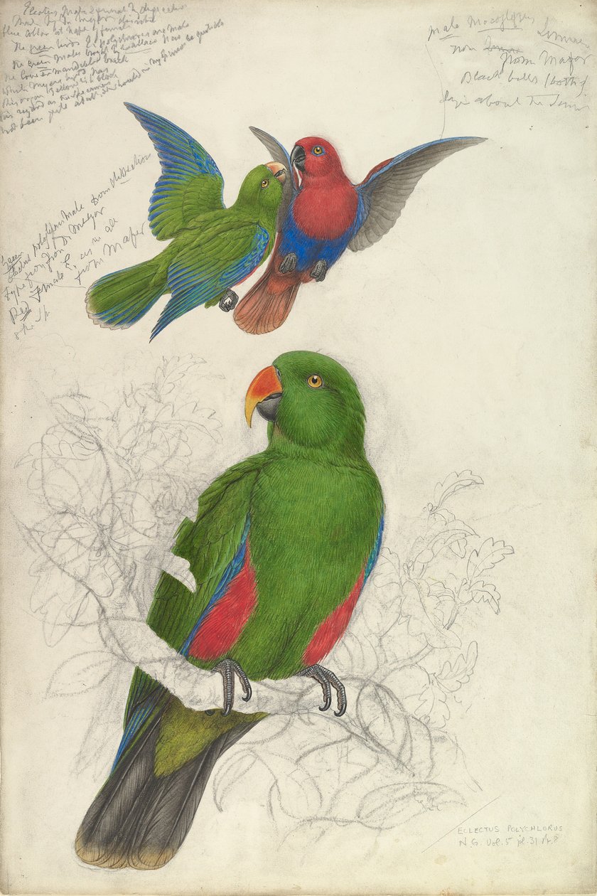 Eclectus Roratus Polichloros, ca. 1830-32. autorstwa Edward Lear