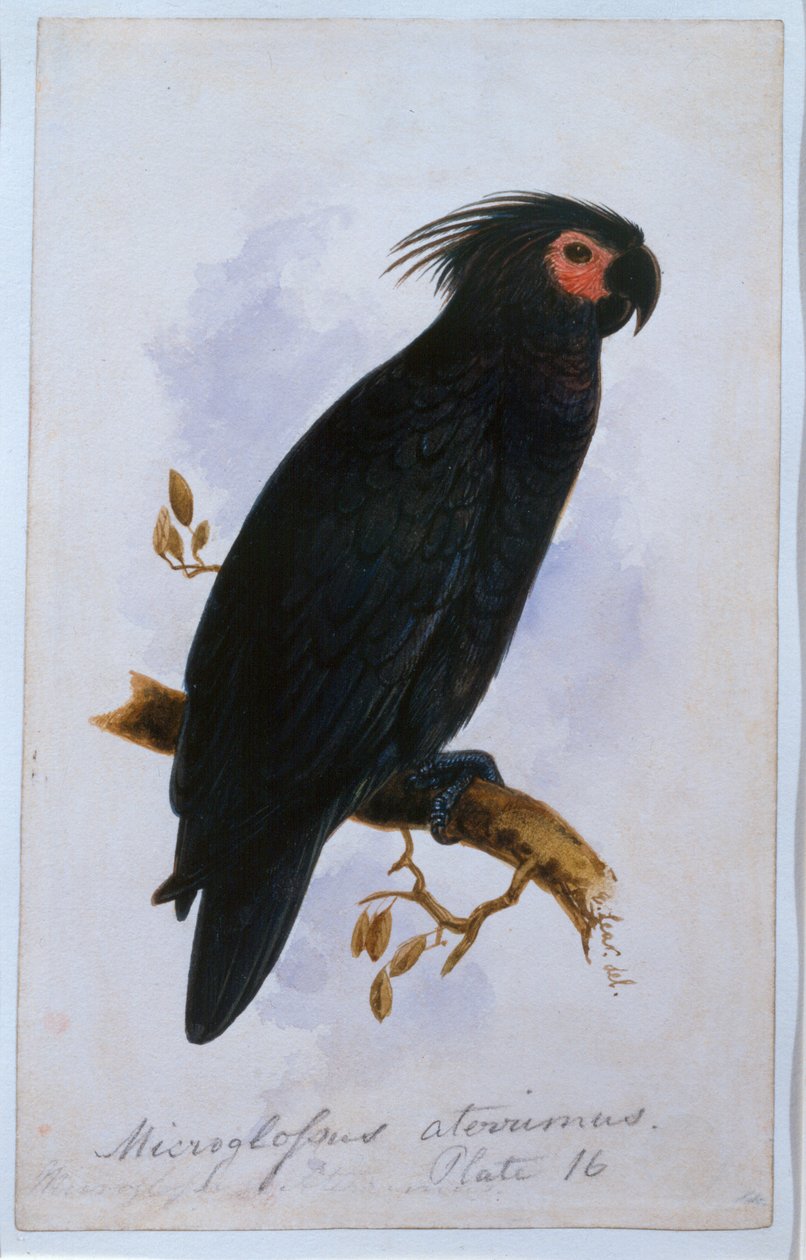 Papuga: Talerz 16 (wc) autorstwa Edward Lear