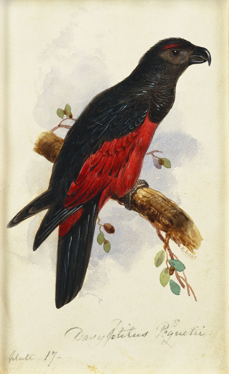 Pesquet „s Dasyptilus autorstwa Edward Lear
