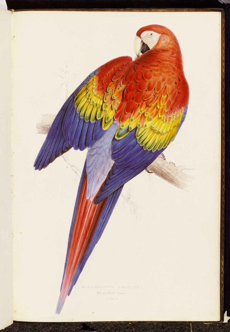 Czerwona i żółta ara autorstwa Edward Lear