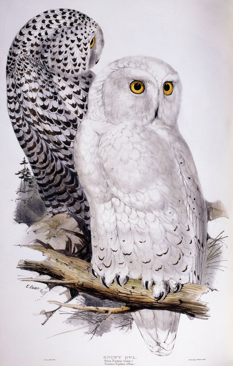 Sowa śnieżna, 1832-1837 autorstwa Edward Lear