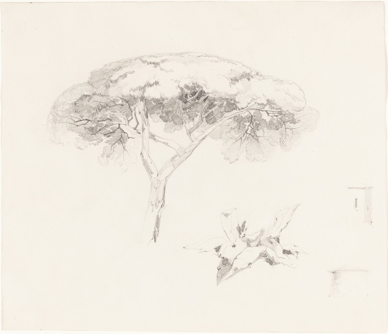 Sosna parasolowa i inne badania autorstwa Edward Lear