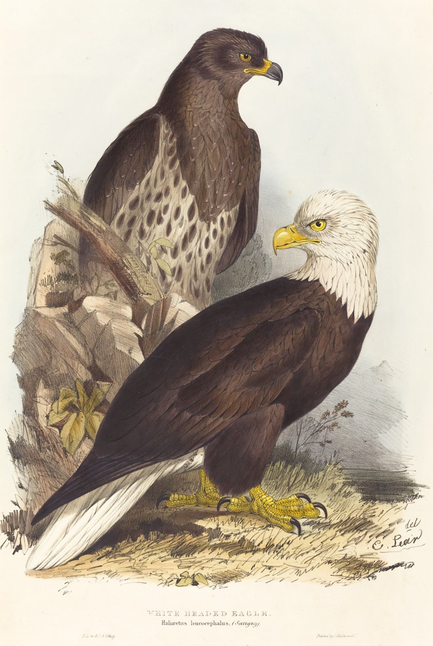 Orzeł bielik Haliaetus leucocephalus, opublikowany w latach 1832-1837. autorstwa Edward Lear