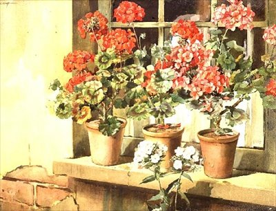 Pelargonie autorstwa Edwin Byatt
