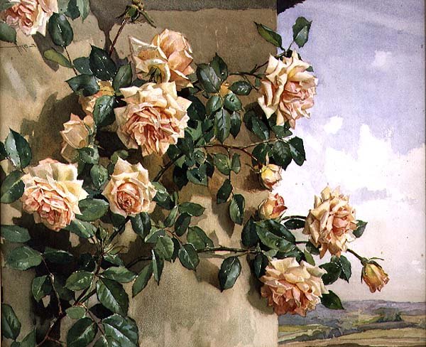 Róże na ścianie autorstwa Edwin Byatt