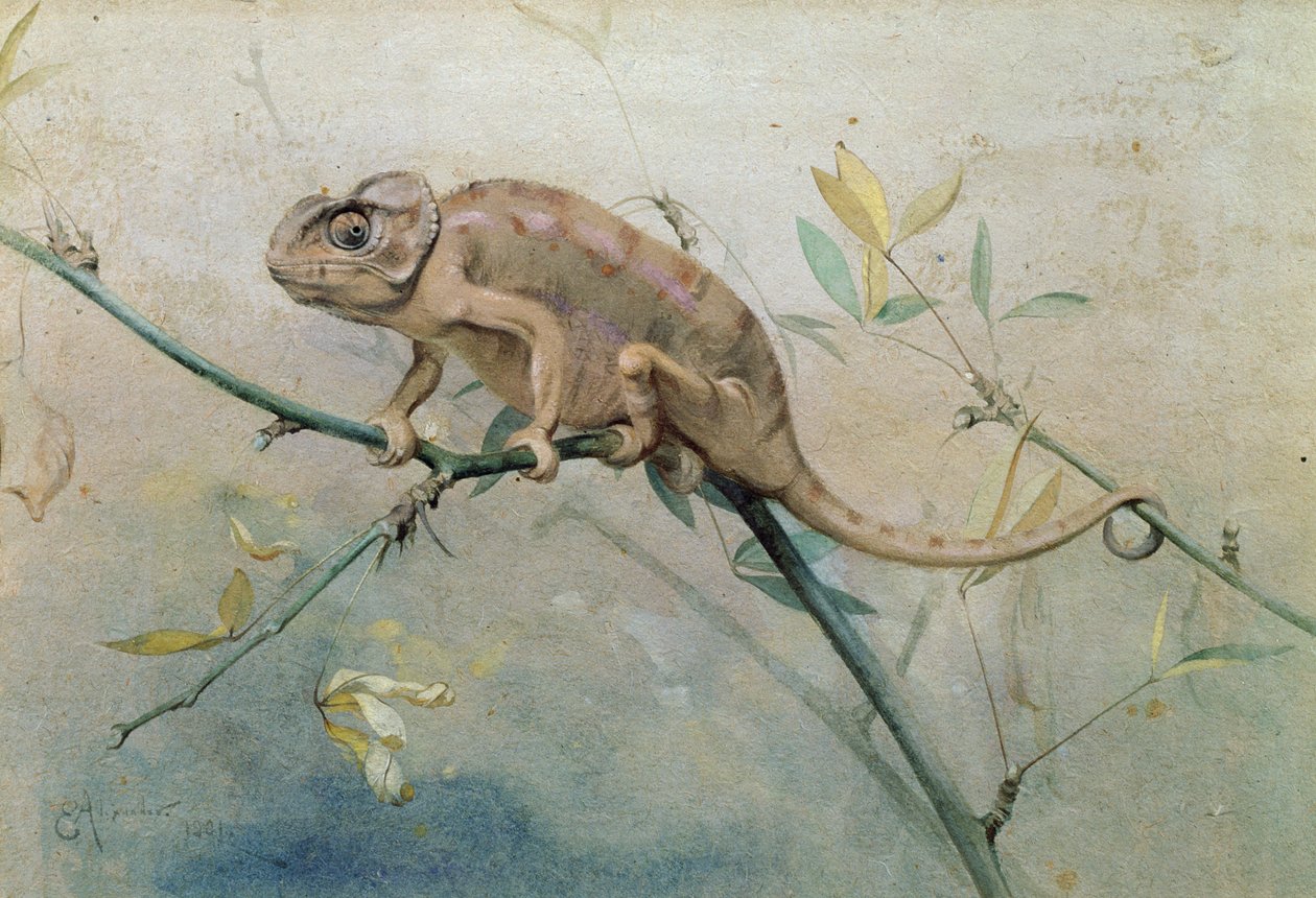 Kameleon, 1901 (wc na papierze) autorstwa Edwin John Alexander