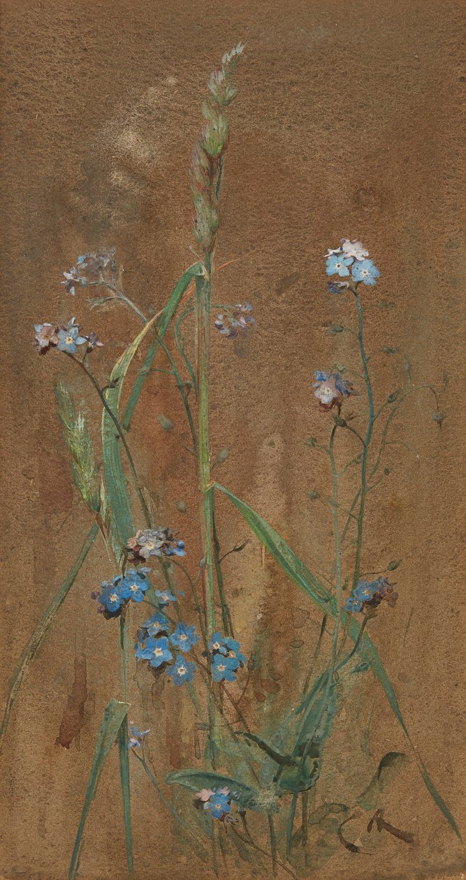 Forget-Me-Not (akwarela na brązowym papierze) autorstwa Edwin John Alexander