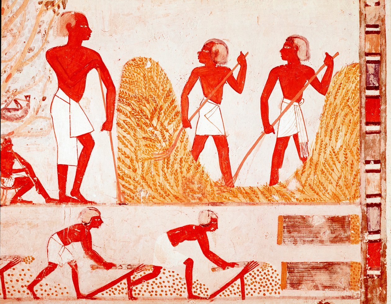 Scena żniw w starożytnym Egipcie (Fresco autorstwa Egyptian Egyptian