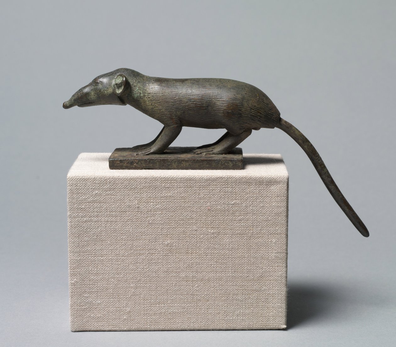 Ryjówka, 305-30 pne autorstwa Egyptian Ptolemaic Period