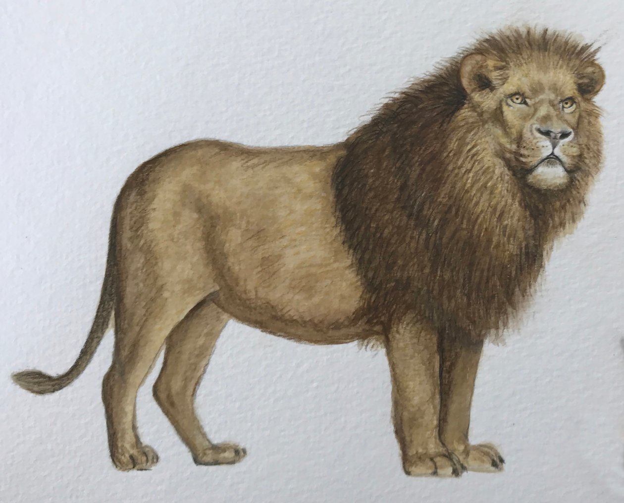 Lew, 2019 (akwarela i ołówek) autorstwa Eleanor Grafton