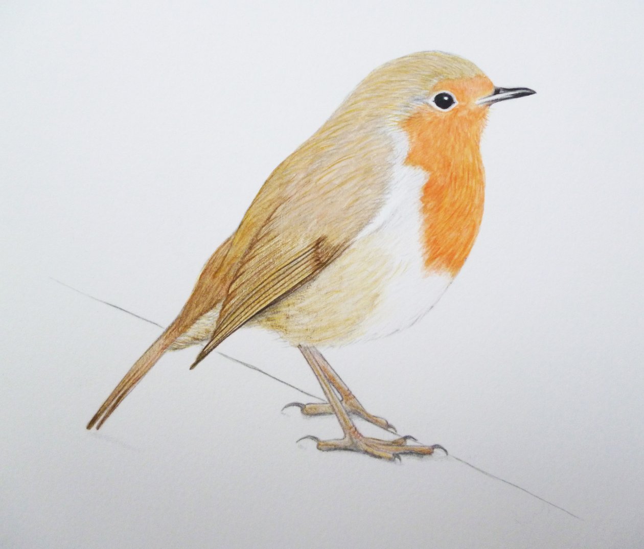 Robin, 2011 (akwarela i ołówek) autorstwa Eleanor Grafton