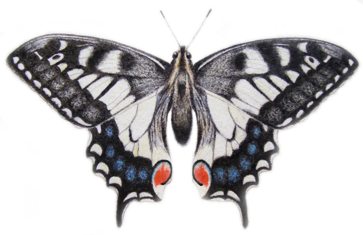 Jaskółczy ogon, 2012 (akwarela i ołówek) autorstwa Eleanor Grafton