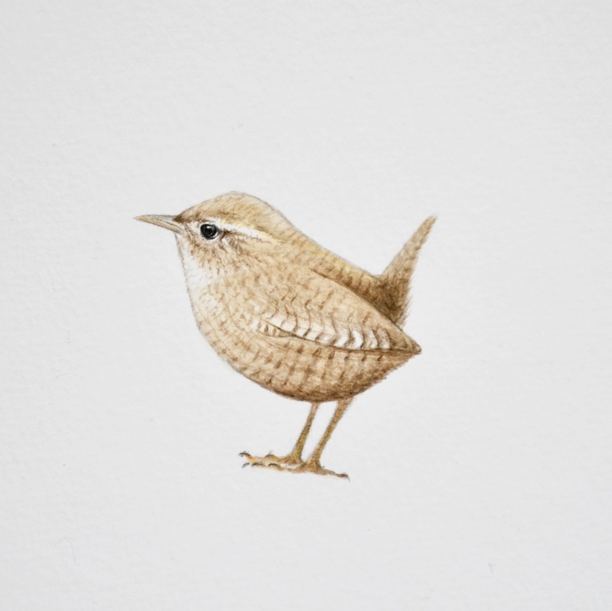 Wren, 2019 (akwarela i ołówek) autorstwa Eleanor Grafton