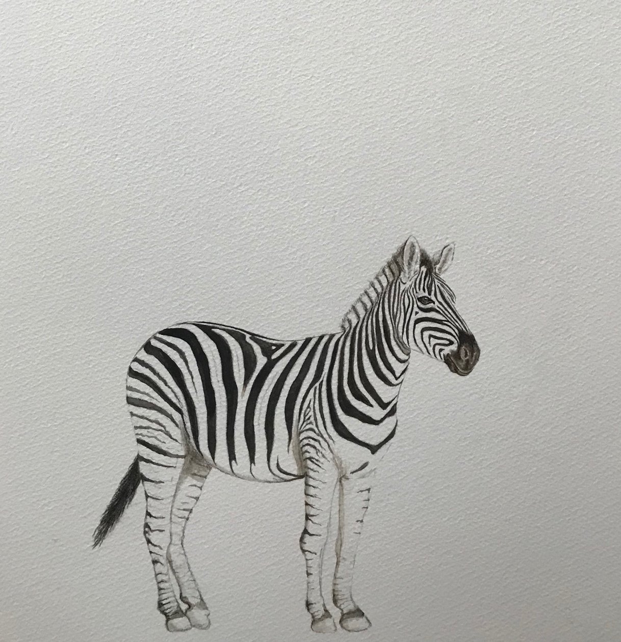 Zebra, 2018 (ołówek akwarelowy i farba) autorstwa Eleanor Grafton