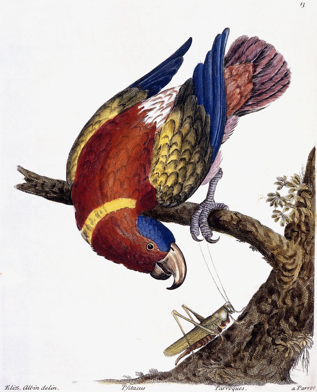 Papuga, 1731-1738 autorstwa Eleazar Albin
