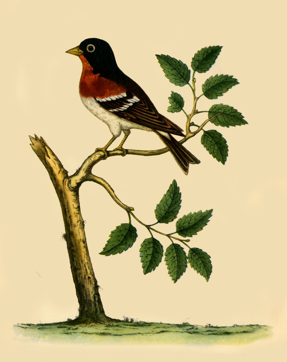 „Brambling”, 1738, 1942. autorstwa Eleazar Albin