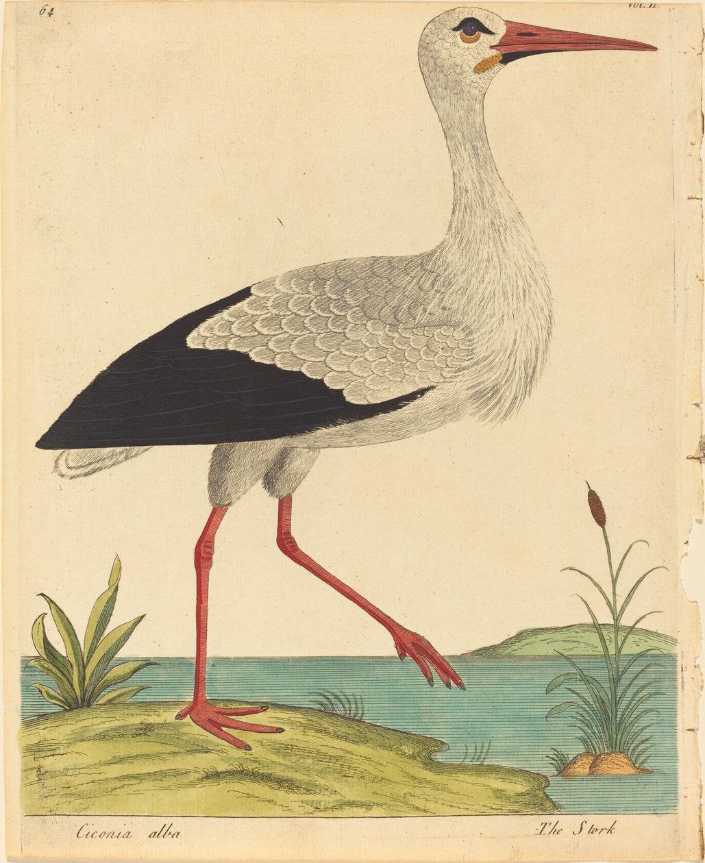 Bocian (Ciconia Alba) autorstwa Eleazar Albin
