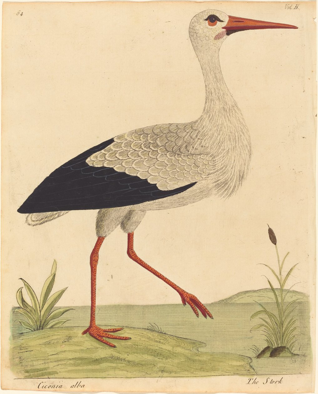 Bocian Ciconia Alba, opublikowany 17311738. autorstwa Eleazar Albin
