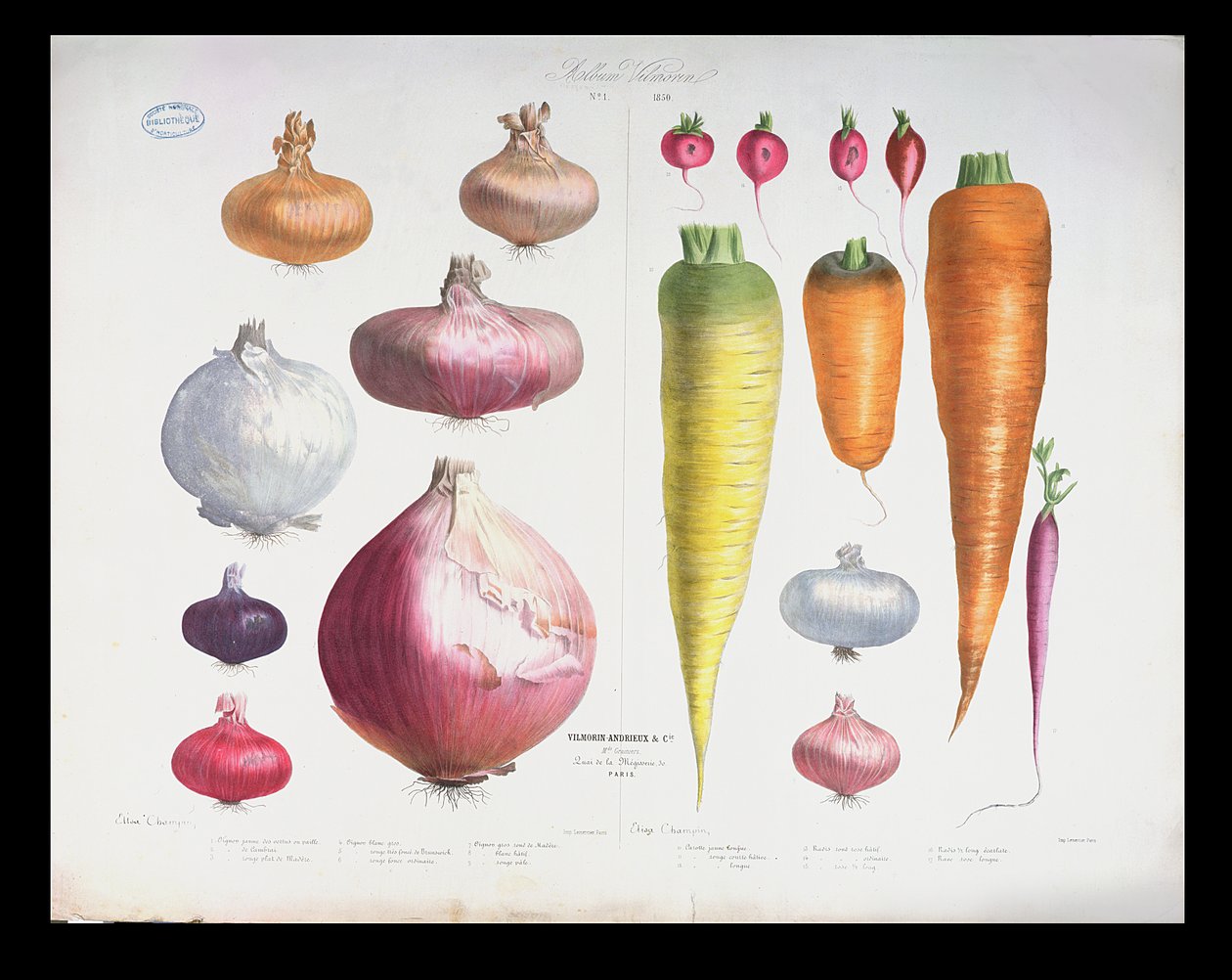 Cebula, Rzodkiewka i Marchewka, z pierwszego Albumu Vilmorin, 1850 autorstwa Elisa Champin