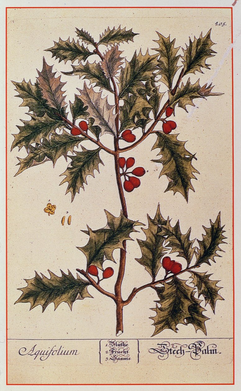 Holly z „Ciekawy zielnik”, 1782 autorstwa Elizabeth Blackwell