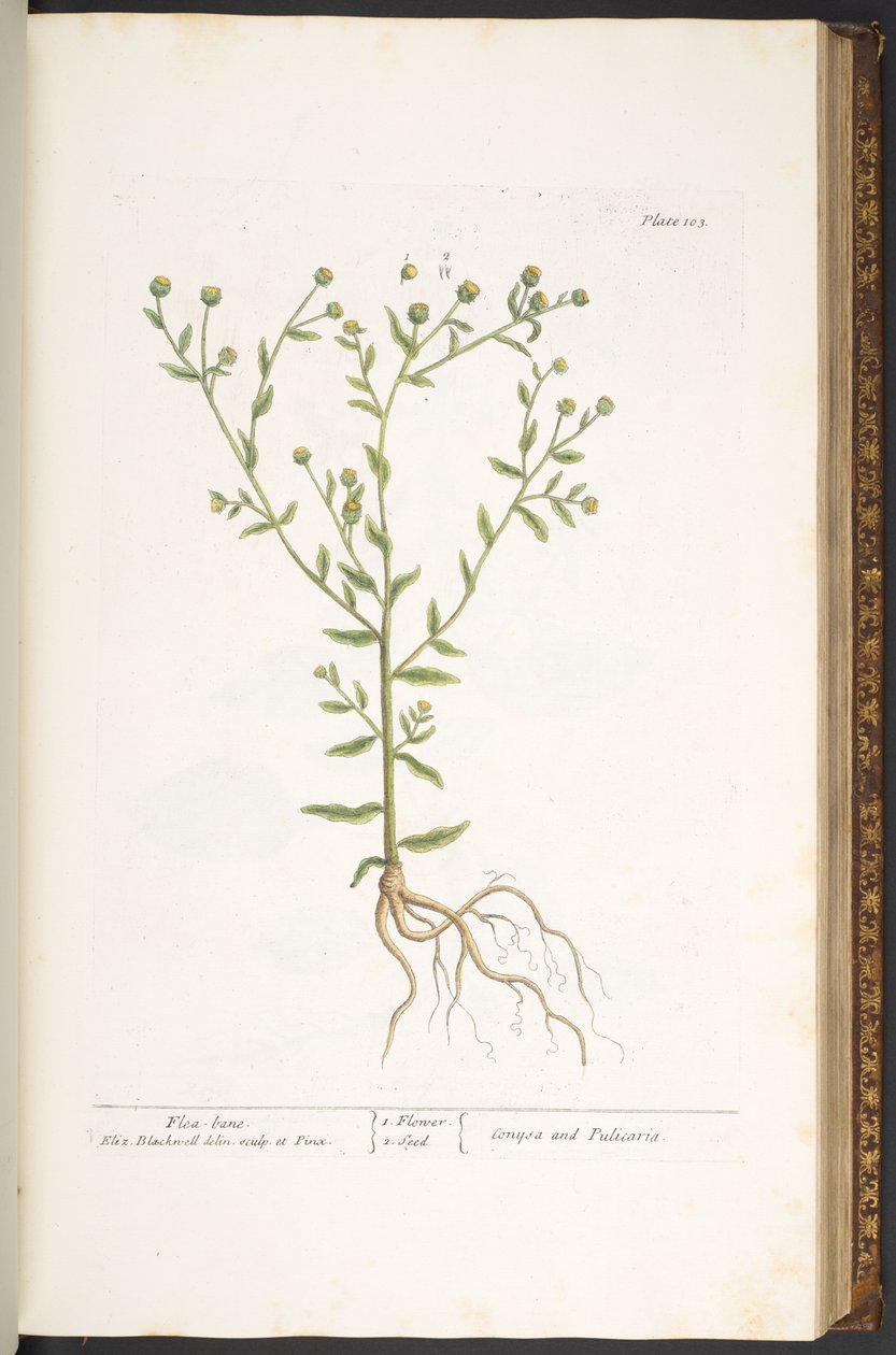 Talerz 103, z „Ciekawy zielnik” autorstwa Elizabeth Blackwell