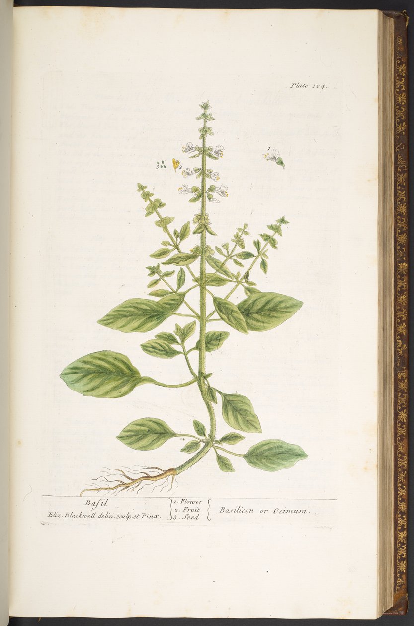 Talerz 104, z „Ciekawy zielnik” autorstwa Elizabeth Blackwell