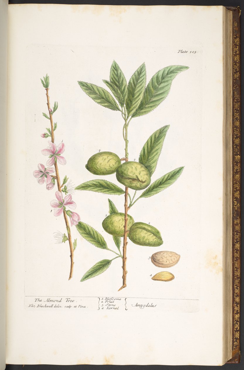 Talerz 105, z „Ciekawy zielnik” autorstwa Elizabeth Blackwell